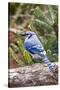 Blue Jay-Gary Carter-Stretched Canvas