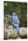 Blue Jay-Gary Carter-Stretched Canvas