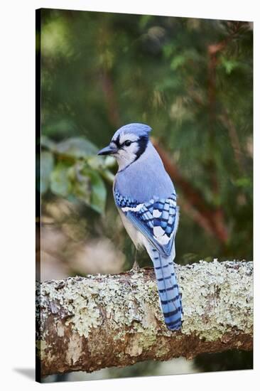 Blue Jay-Gary Carter-Stretched Canvas