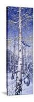 Blue Jay-Jeff Tift-Stretched Canvas