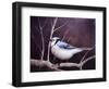 Blue Jay-Kevin Dodds-Framed Giclee Print