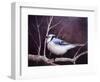 Blue Jay-Kevin Dodds-Framed Giclee Print