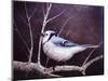 Blue Jay-Kevin Dodds-Mounted Giclee Print