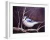 Blue Jay-Kevin Dodds-Framed Giclee Print