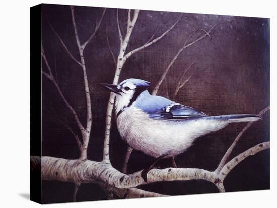Blue Jay-Kevin Dodds-Stretched Canvas