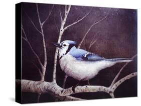 Blue Jay-Kevin Dodds-Stretched Canvas