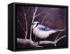 Blue Jay-Kevin Dodds-Framed Stretched Canvas