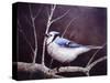 Blue Jay-Kevin Dodds-Stretched Canvas