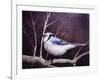 Blue Jay-Kevin Dodds-Framed Giclee Print