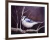 Blue Jay-Kevin Dodds-Framed Giclee Print