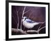 Blue Jay-Kevin Dodds-Framed Giclee Print