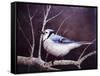 Blue Jay-Kevin Dodds-Framed Stretched Canvas