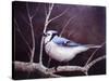 Blue Jay-Kevin Dodds-Stretched Canvas