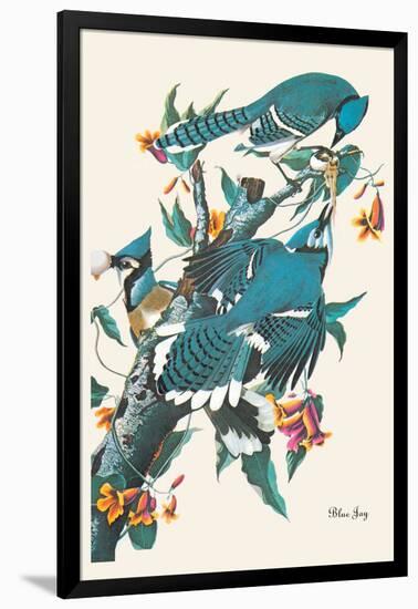 Blue Jay-John James Audubon-Framed Art Print