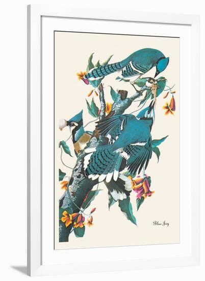 Blue Jay-John James Audubon-Framed Art Print