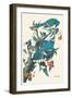 Blue Jay-John James Audubon-Framed Art Print