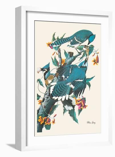 Blue Jay-John James Audubon-Framed Art Print