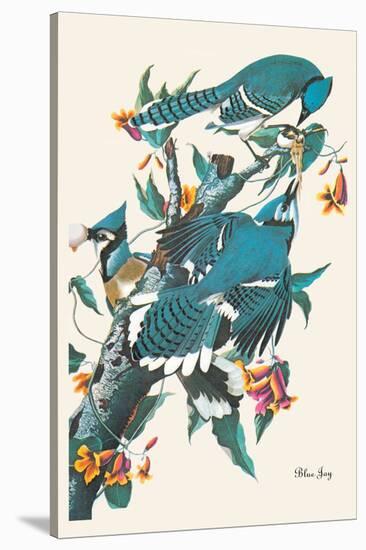Blue Jay-John James Audubon-Stretched Canvas