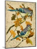 Blue Jay-Kate Ward Thacker-Mounted Giclee Print