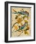 Blue Jay-Kate Ward Thacker-Framed Giclee Print