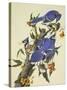 Blue Jay-John James Audubon-Stretched Canvas