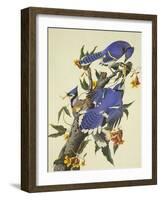 Blue Jay-John James Audubon-Framed Art Print