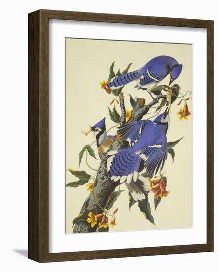 Blue Jay-John James Audubon-Framed Art Print