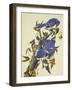 Blue Jay-John James Audubon-Framed Art Print