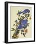 Blue Jay-John James Audubon-Framed Art Print