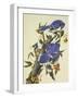 Blue Jay-John James Audubon-Framed Art Print