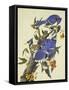 Blue Jay-John James Audubon-Framed Stretched Canvas