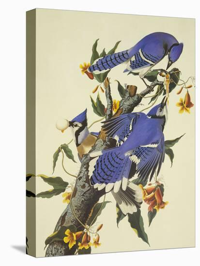 Blue Jay-John James Audubon-Stretched Canvas