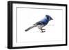 BLUE JAY.-BRUCE DEAN-Framed Art Print