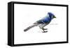 BLUE JAY.-BRUCE DEAN-Framed Stretched Canvas