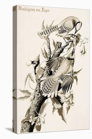 Blue Jay-John James Audubon-Stretched Canvas