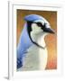 Blue Jay-James W. Johnson-Framed Giclee Print