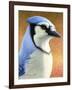 Blue Jay-James W. Johnson-Framed Giclee Print