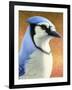 Blue Jay-James W. Johnson-Framed Giclee Print