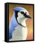 Blue Jay-James W. Johnson-Framed Stretched Canvas