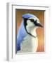 Blue Jay-James W. Johnson-Framed Giclee Print