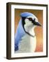 Blue Jay-James W. Johnson-Framed Giclee Print