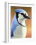 Blue Jay-James W. Johnson-Framed Giclee Print