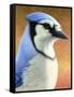 Blue Jay-James W. Johnson-Framed Stretched Canvas