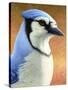 Blue Jay-James W. Johnson-Stretched Canvas