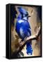 Blue Jay-Vivienne Dupont-Framed Stretched Canvas