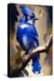 Blue Jay-Vivienne Dupont-Stretched Canvas