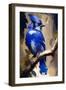 Blue Jay-Vivienne Dupont-Framed Art Print