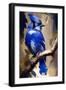 Blue Jay-Vivienne Dupont-Framed Art Print