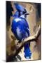 Blue Jay-Vivienne Dupont-Mounted Art Print