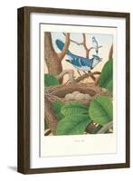 Blue Jays-null-Framed Art Print